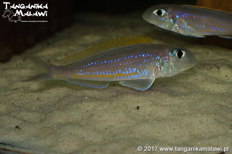 Xenotilapia flavipinnis 'Chituta Bay'